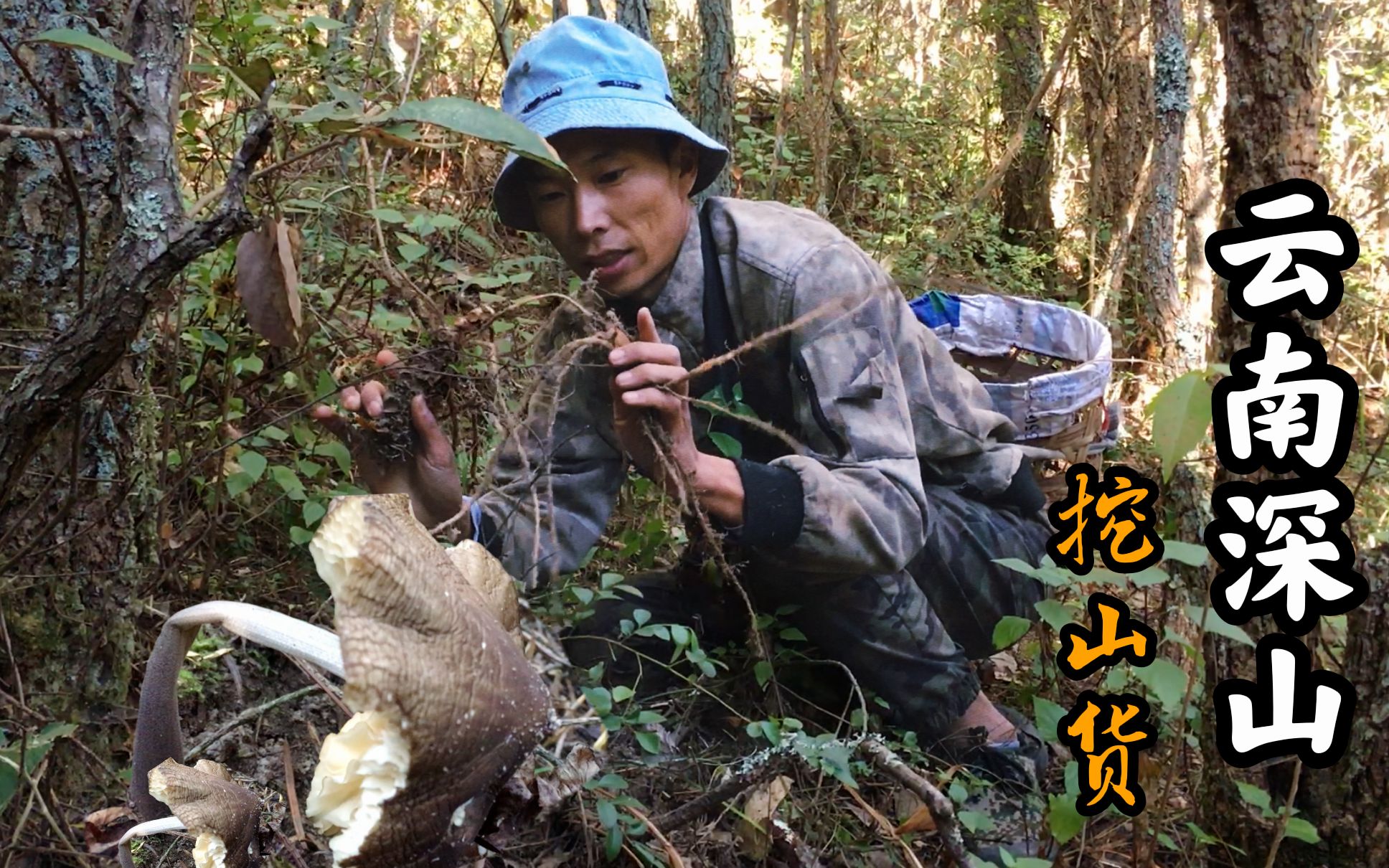 云南大山里物产真丰富,跟随小野一同进山搜寻,意外发现露水鸡枞哔哩哔哩bilibili