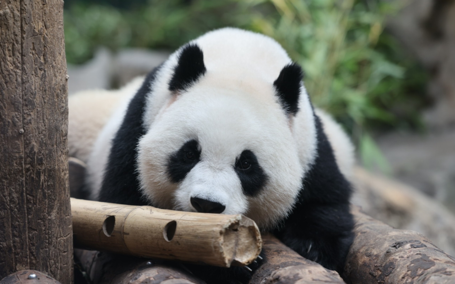 【大熊猫白天】给白天看脱毛的部位时,碰了它一下,把它下了一跳.2021.