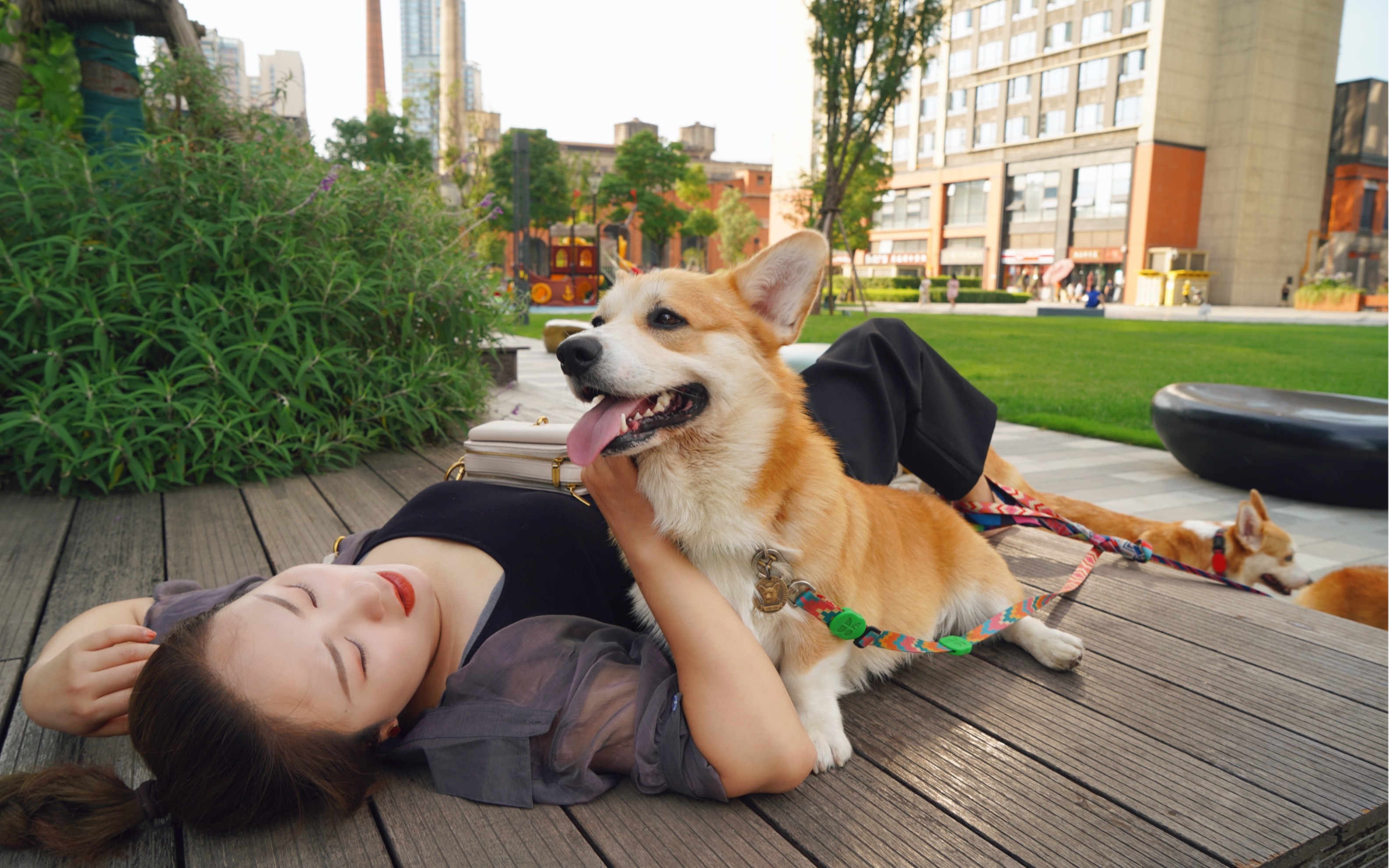 活动  (五只柯基)男明星出街