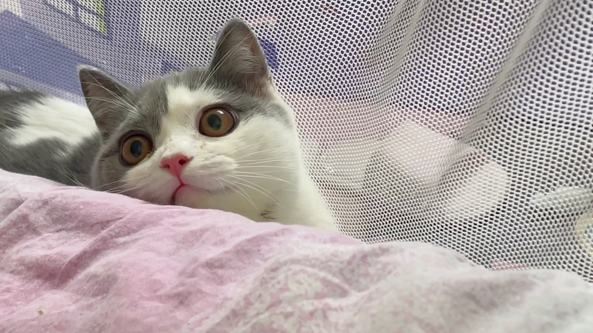 小猫咪在你的床边seeyou