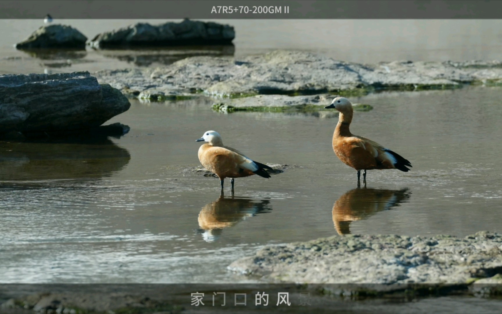 A7R5+70200GMⅡ 家门口的风景哔哩哔哩bilibili