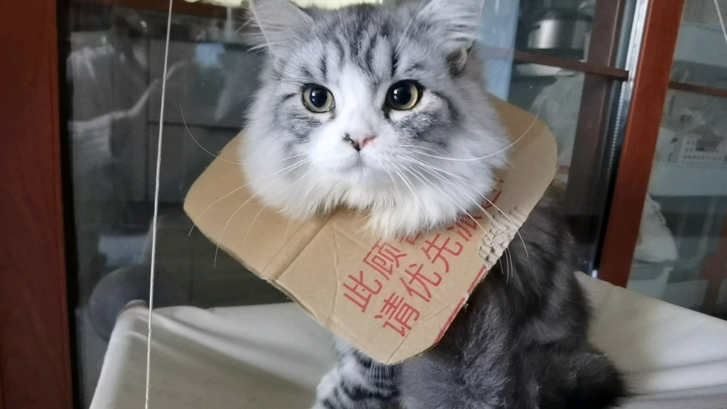 自制环保猫咪脖套_哔哩哔哩_bilibili