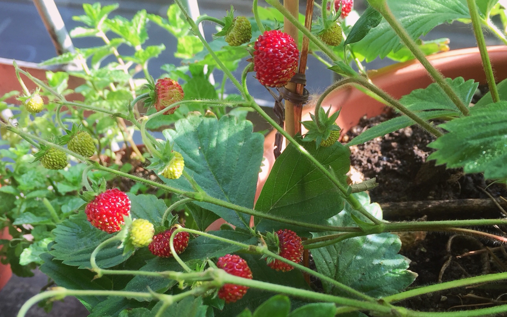 采摘vlog— 高山草莓又又又熟啦!