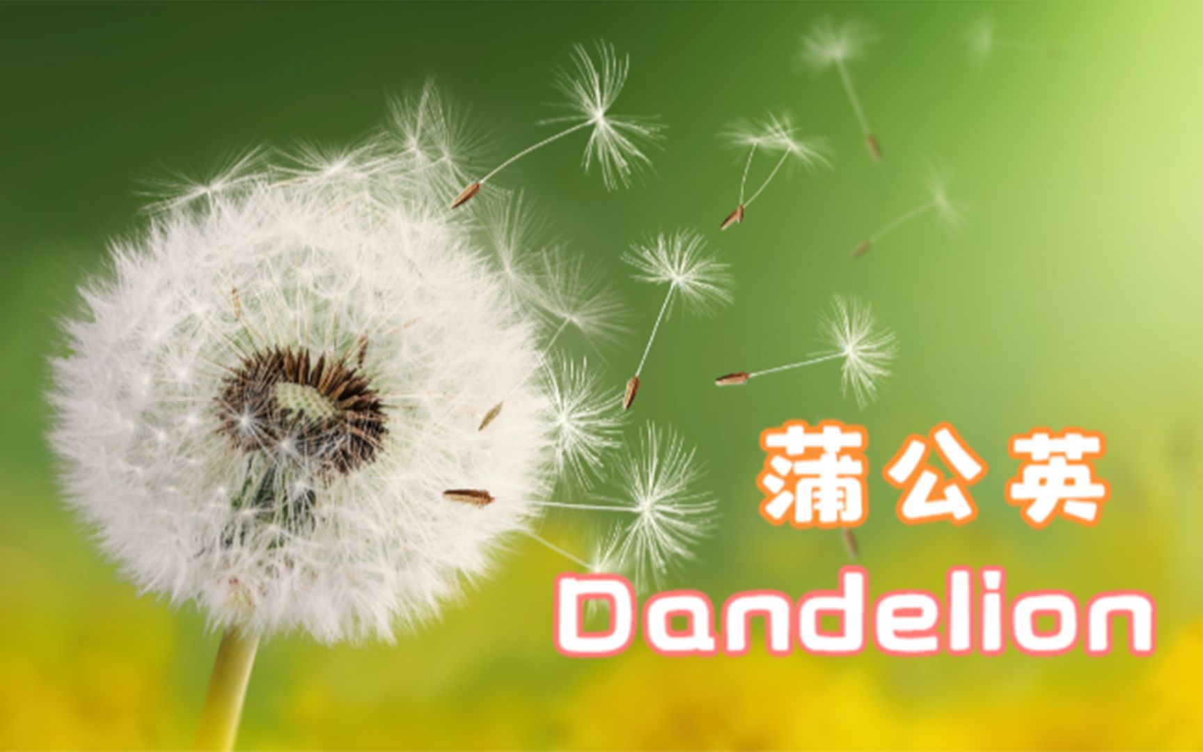 [图]【英语沉浸绘画】答案揭晓：蒲公英 dandelion #植物