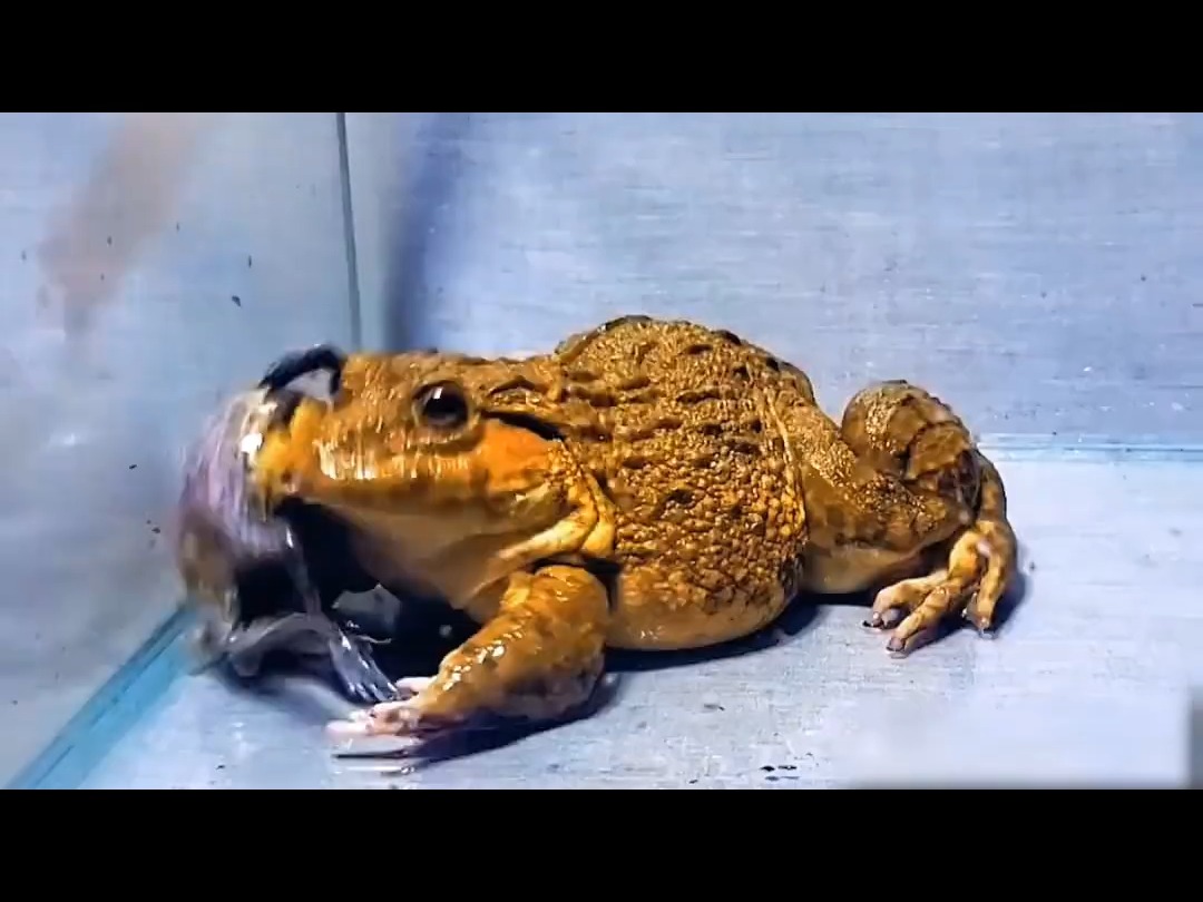 牛蛙狂吃蛤蟆!