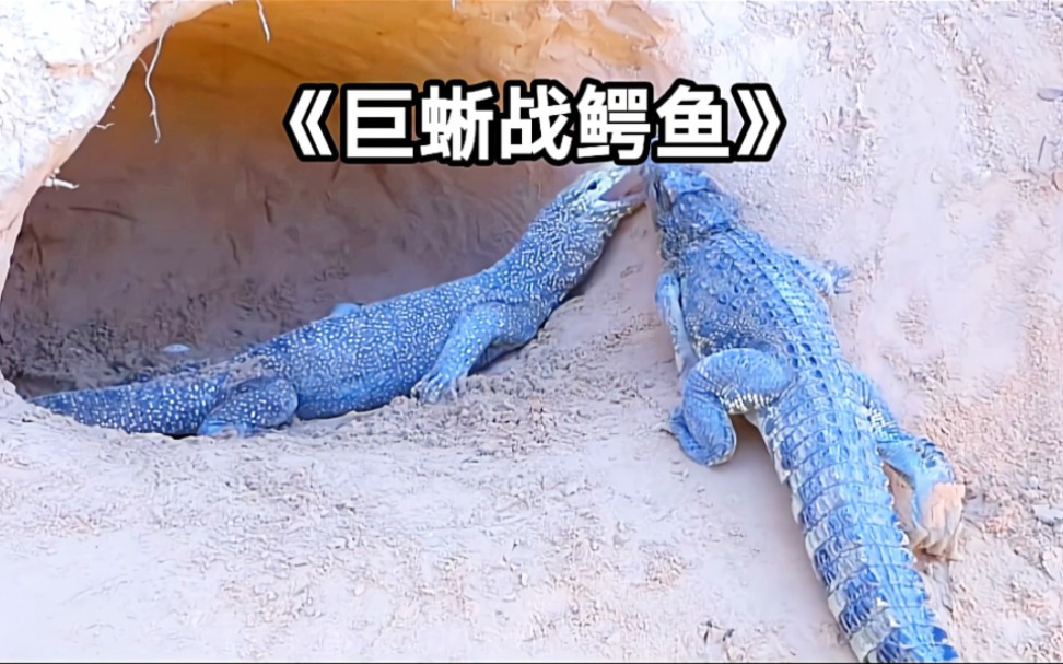 科莫多龙与鳄鱼搏斗,谁知蛋被两脚兽一锅端了