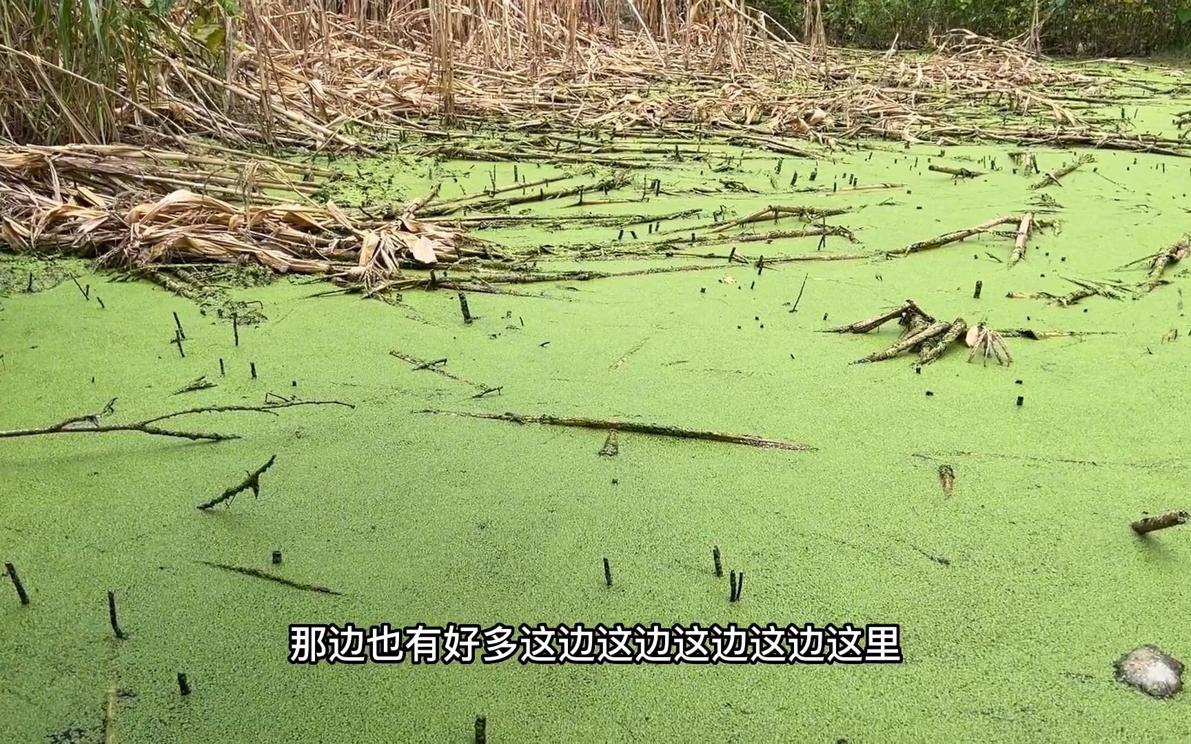 洪水过后大群塘角鱼搁浅在玉米地里,小展用路亚挑逗一放就咬钩!哔哩哔哩bilibili