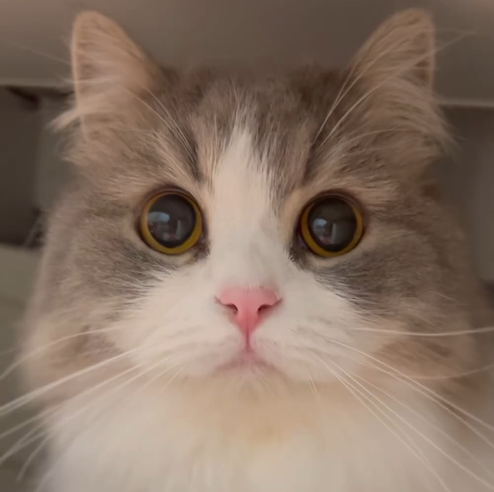 萌到爆炸的大眼睛猫咪