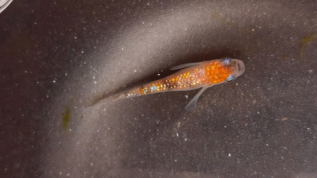 观背青鳉_哔哩哔哩_bilibili