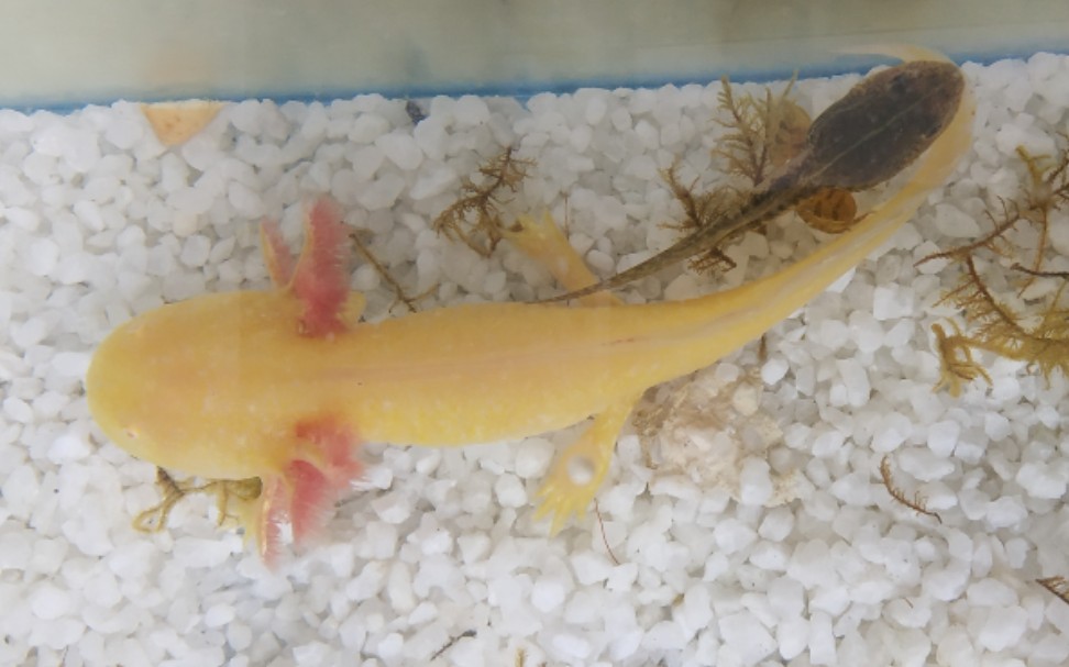 蝾螈四爪鱼捕食大蝌蚪