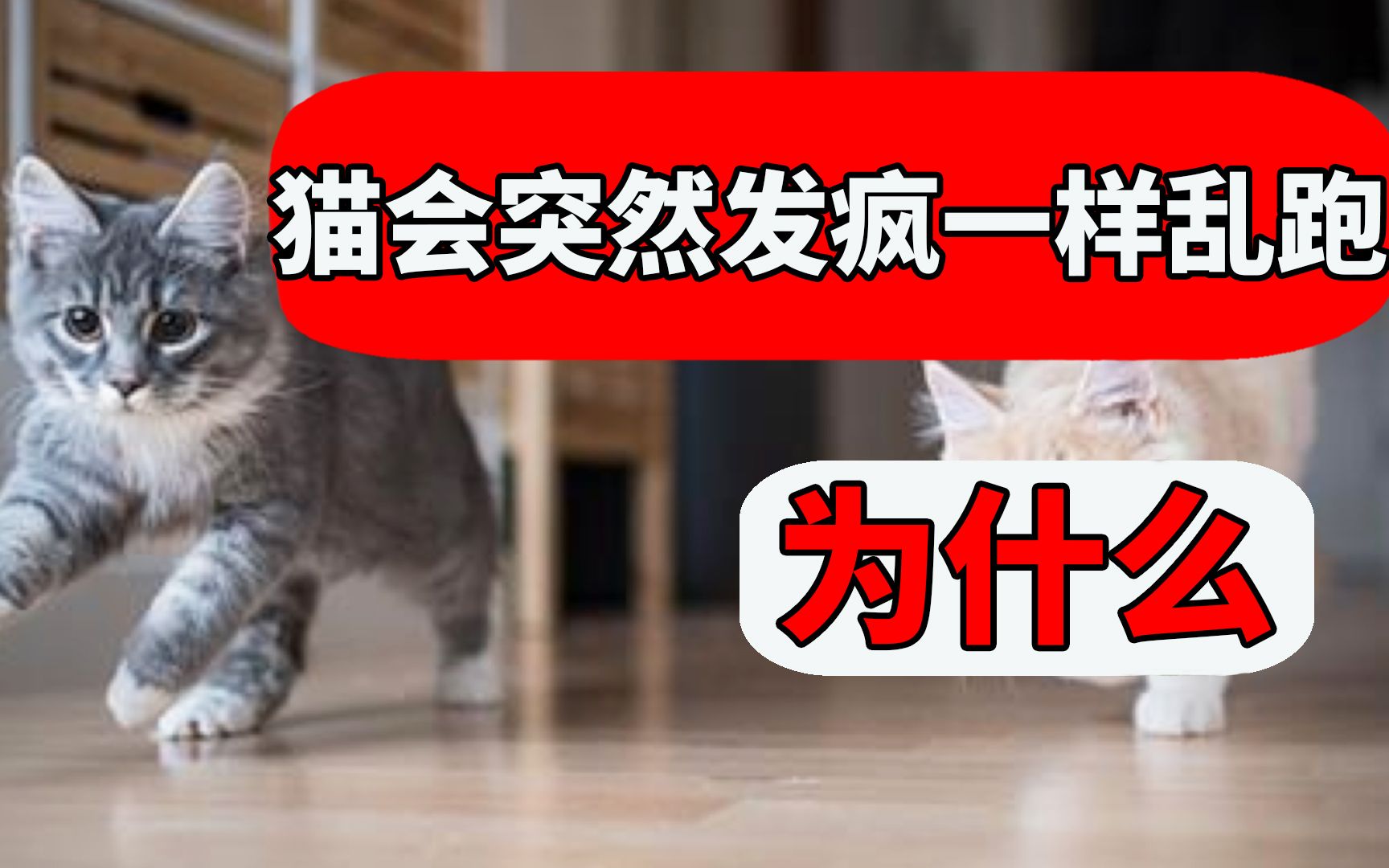 [图]猫为什么突然疯跑狂奔，是不是有大病？背后的原因可能让你意想不到！ 【猫咪行为学EP33】