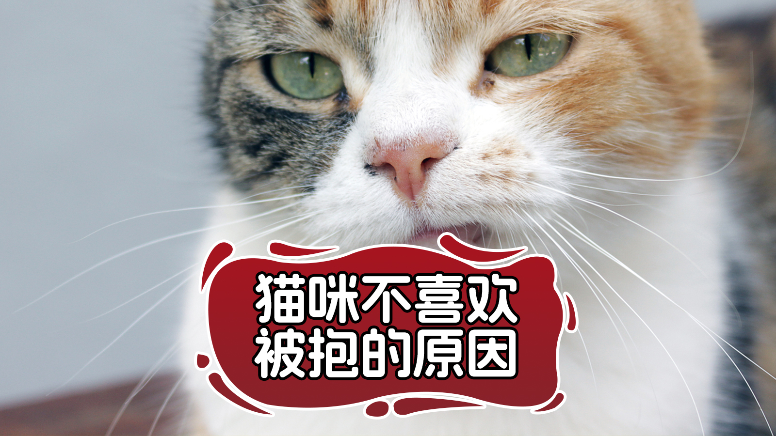 猫咪为什么不喜欢被抱着睡为什么在线