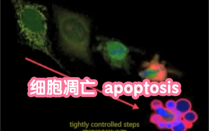 [图]【四分钟全览】细胞凋亡 apoptosis