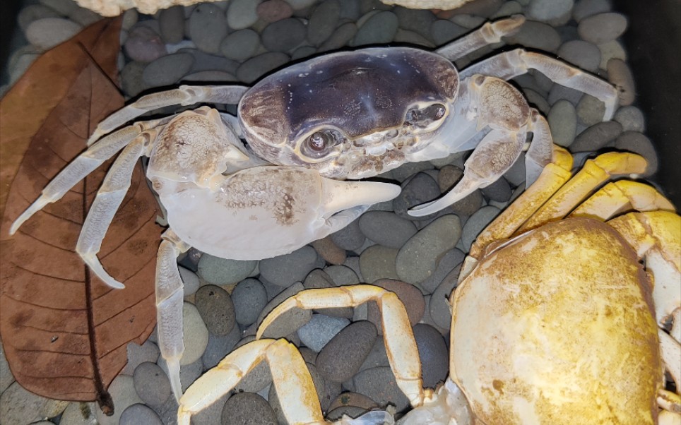 12月首脱!记录府城海南溪蟹_哔哩哔哩_bilibili