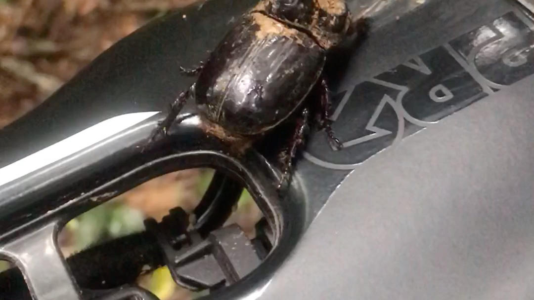 我妈跟我说这只独角仙叫屎壳郎?