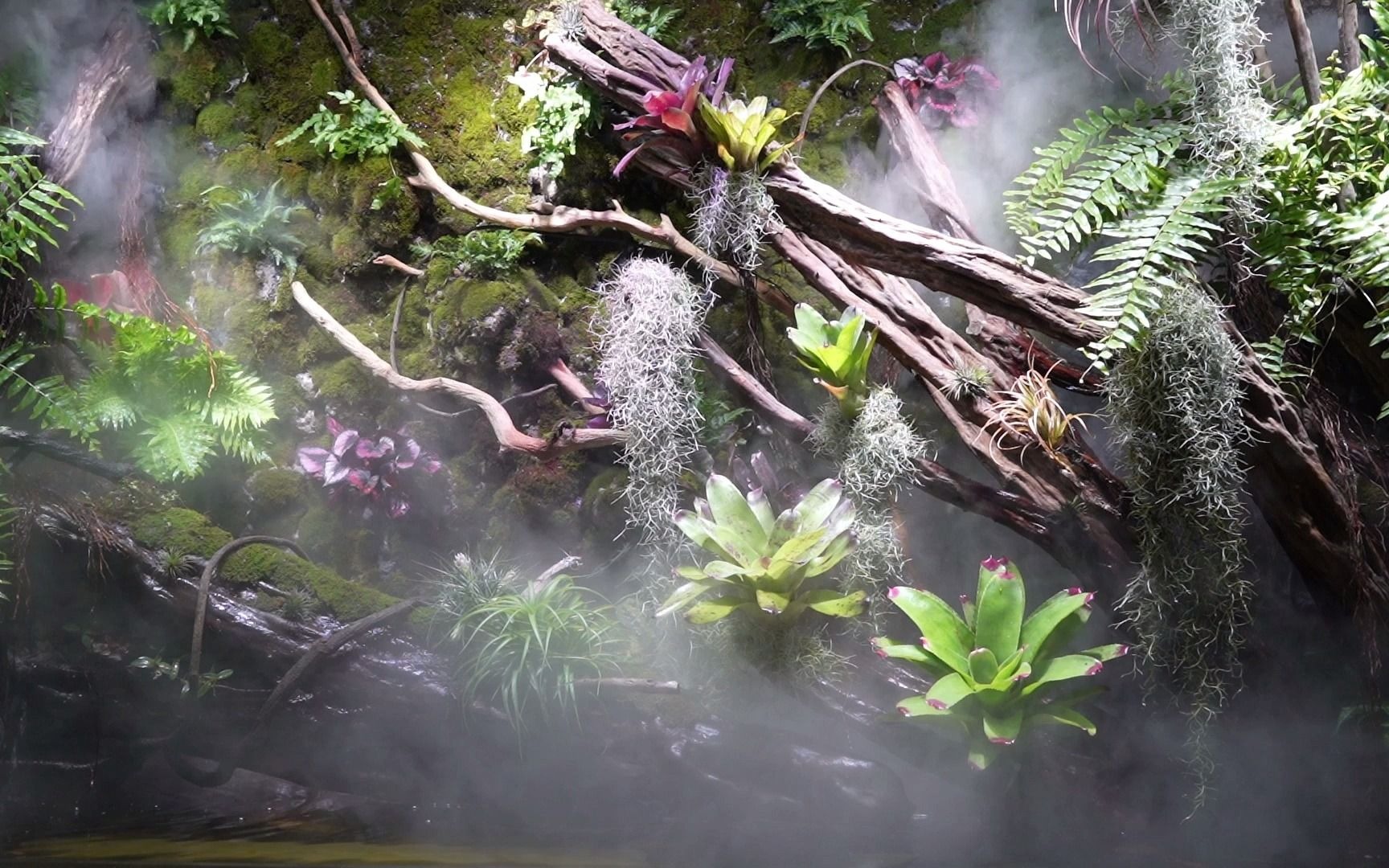 [图]赏心悦目的雨林造景-把大自然带回家