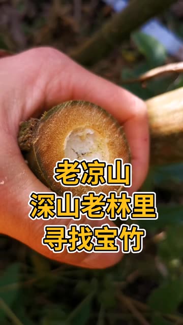 长途跋涉到老凉山深山老林里寻找宝竹做南箫