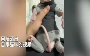 Tải video: 无毛猫穿上女子自制衣服瞬间封印，抱起放下一动不动，分不出真假