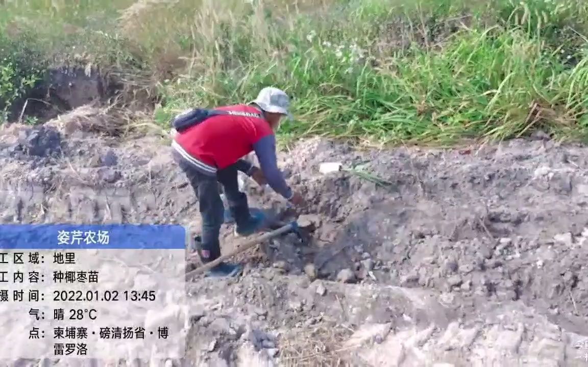 Planting coconut saplings种植果树苗哔哩哔哩bilibili