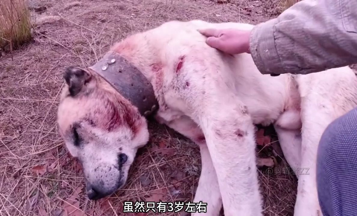 牧羊犬追狼惨遭狼背后袭击,最终消耗完体力,倒在离家最近的位置哔哩哔哩bilibili