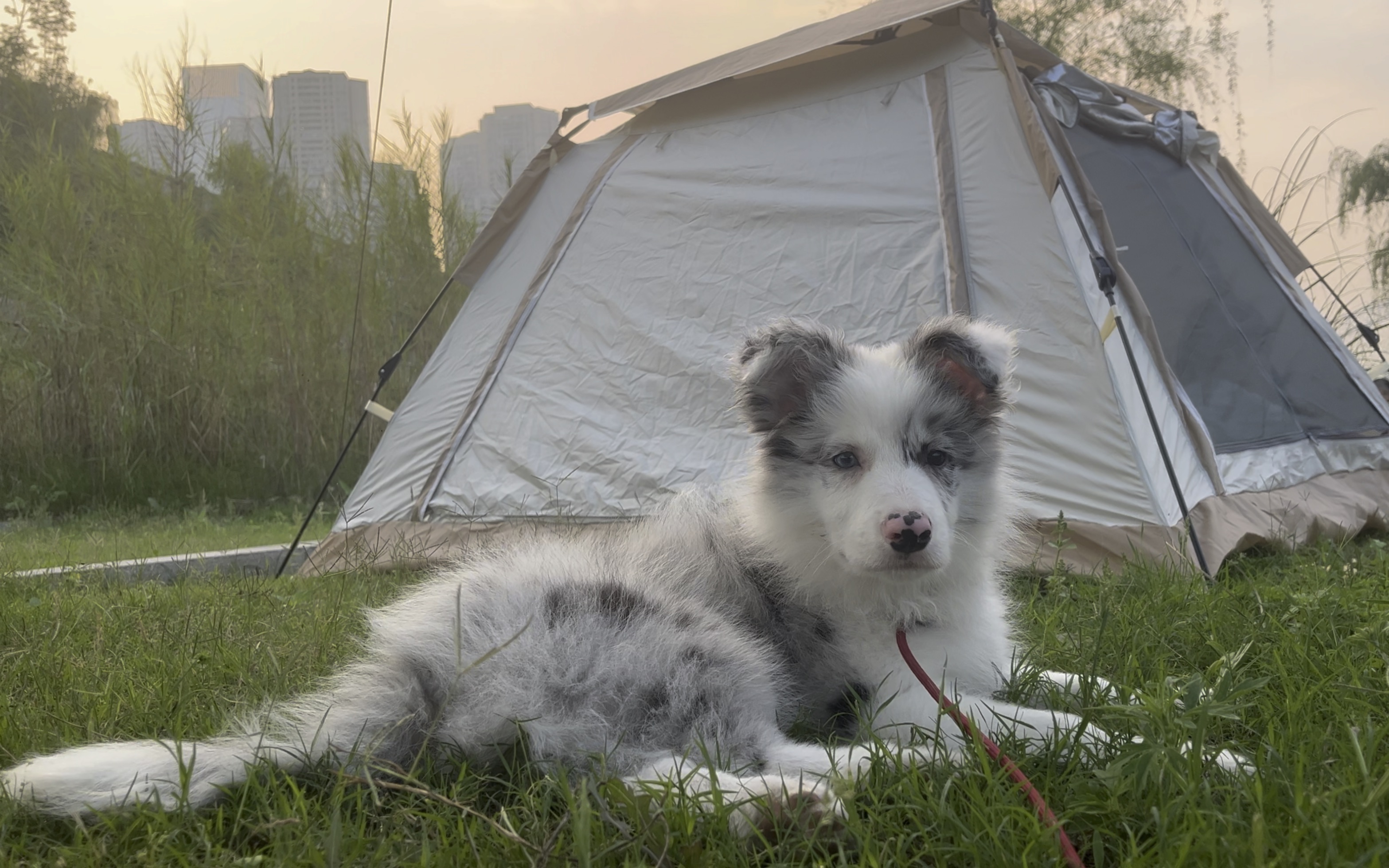 全网最帅陨石边牧,申请出战!