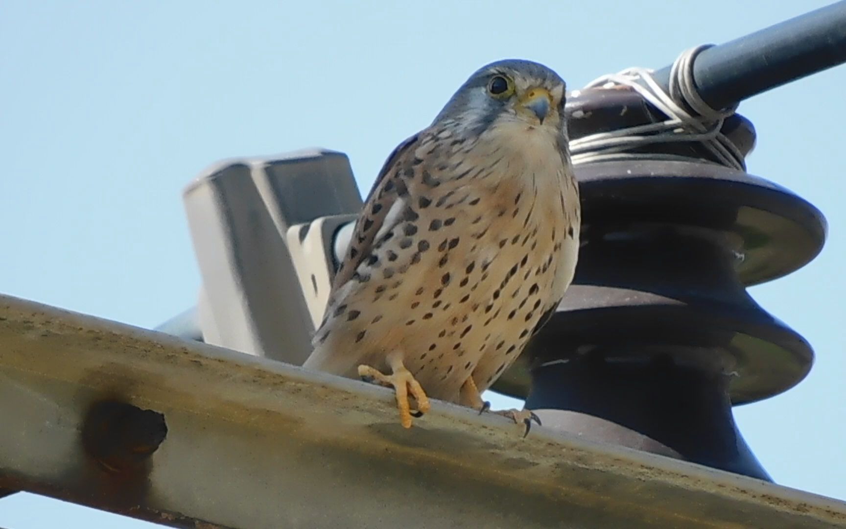 今天的红隼公鸟