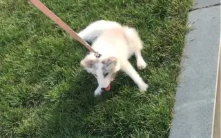 拒否犬 搜索结果 哔哩哔哩 Bilibili