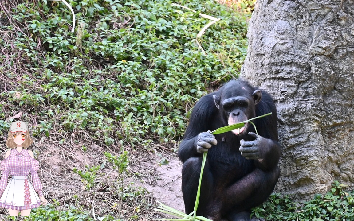活动  广州长隆,黑猩猩吃树叶ing.