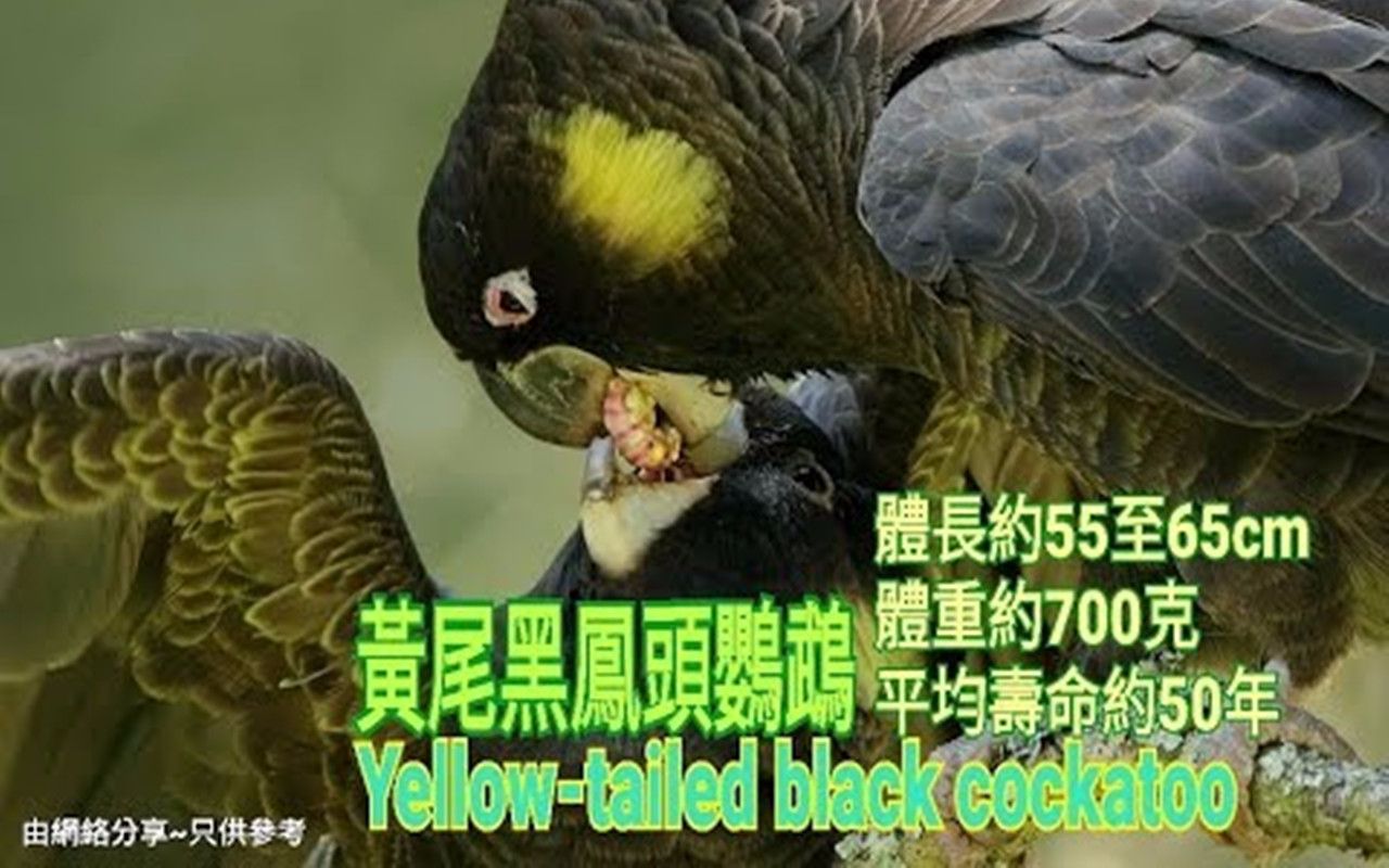 鹦鹉品种分享介绍 ~黄尾黑凤头鹦鹉~ Yellowtailed black cockatoo哔哩哔哩bilibili