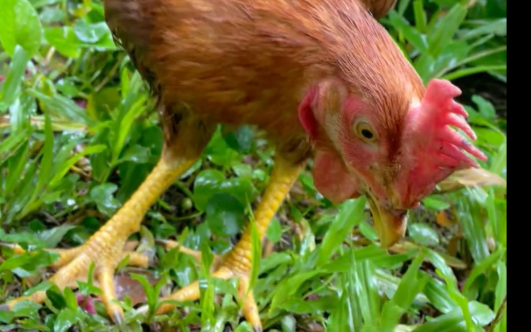 【宠物鸡】雨后蚂蚱蜗牛试味_哔哩哔哩_bilibili