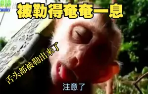 Download Video: 猴子居然被一只拖鞋勒住了，舌头都被勒出来了