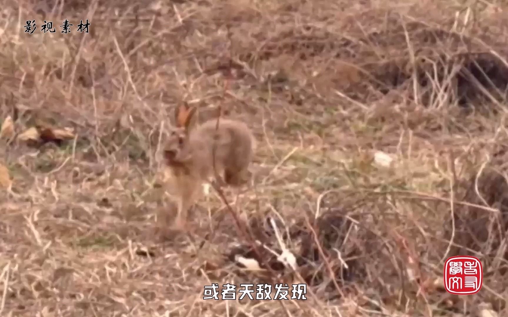 [图]你知道“兔子不吃窝边草”跟古代哪位历史人物有关吗？