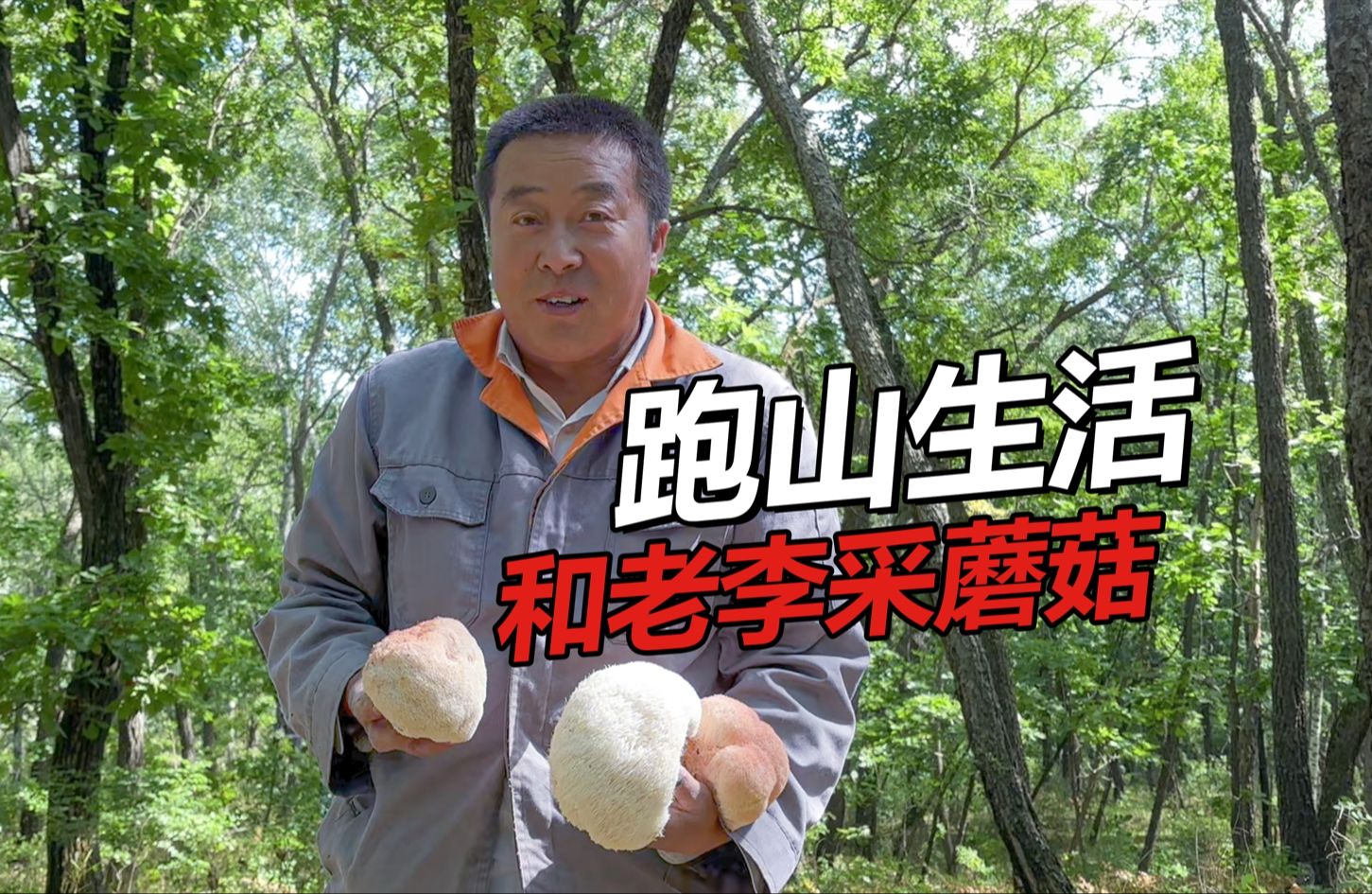 东北人的跑山生活 和老李上山采蘑菇 收货一大堆猴头菇哔哩哔哩bilibili