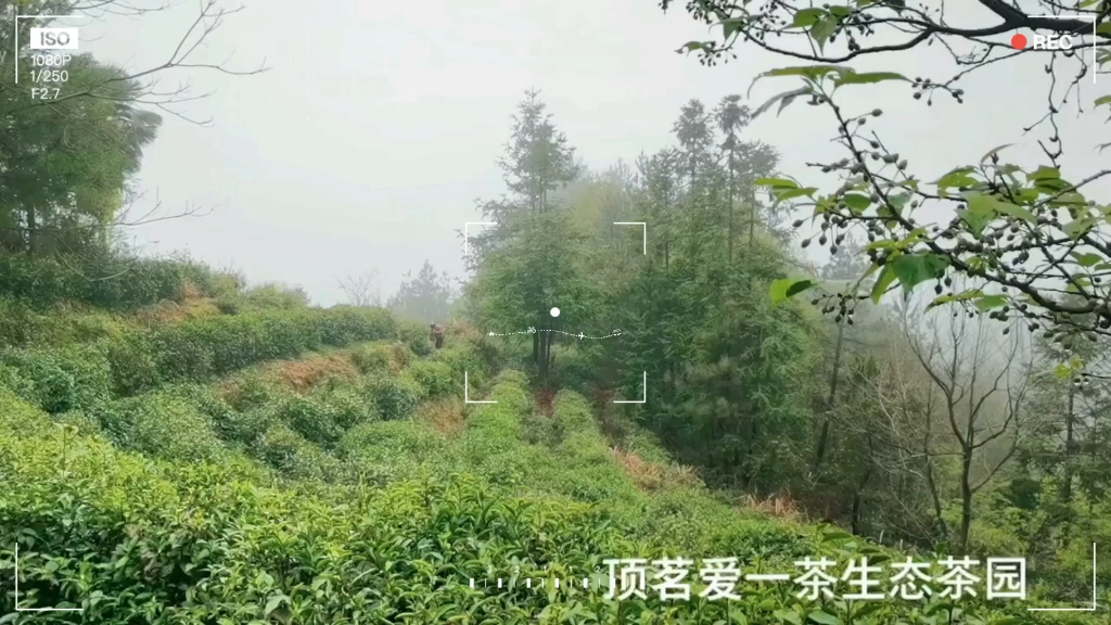 [图]【顶茗爱一茶岳西翠兰高山生态茶园】 人们总说：一方水土养一方人，其实一方水土也养一方茶。爱一茶生态茶园平均在海拔600米以上，茶树被云雾缭绕，茶芽在鸟语花香中