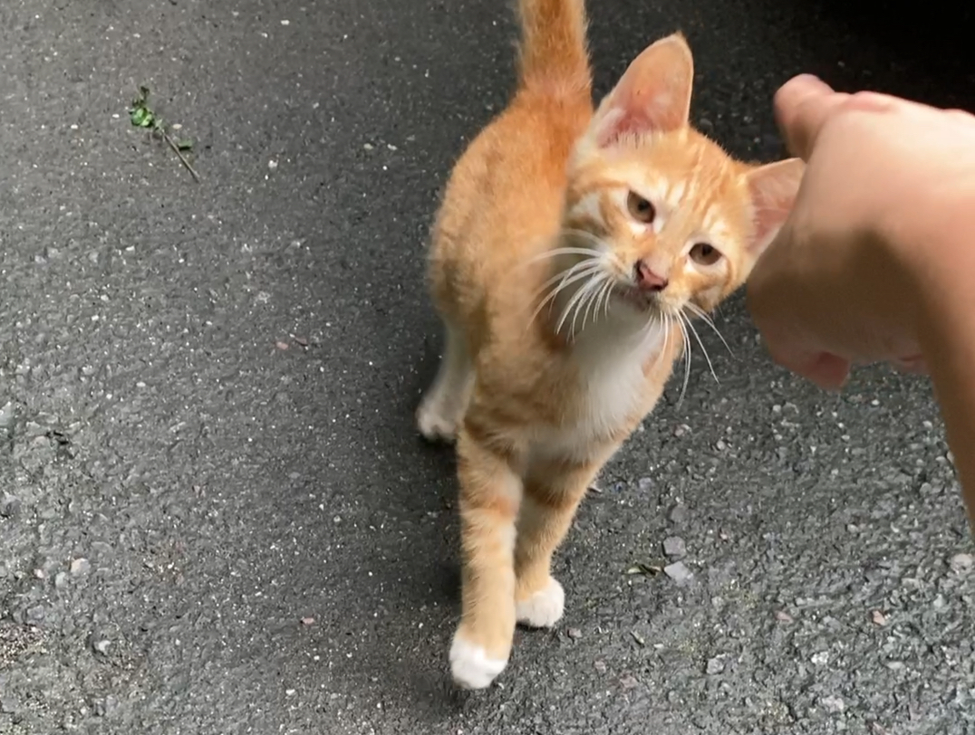 小区野猫猫