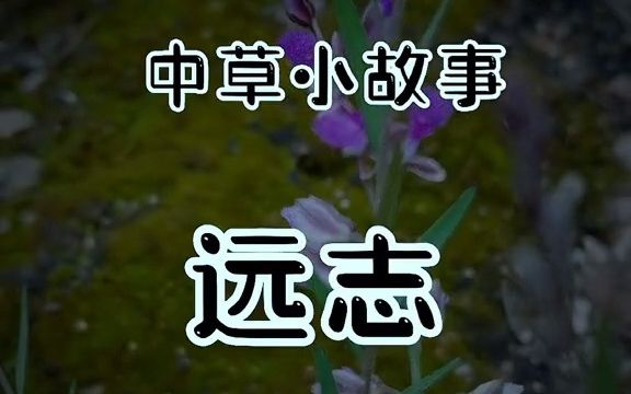 中草药远志名字的由来你知道吗?哔哩哔哩bilibili