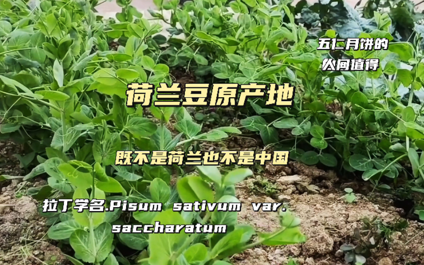 荷兰豆原产地不是荷兰也不是中国,为什么叫荷兰豆