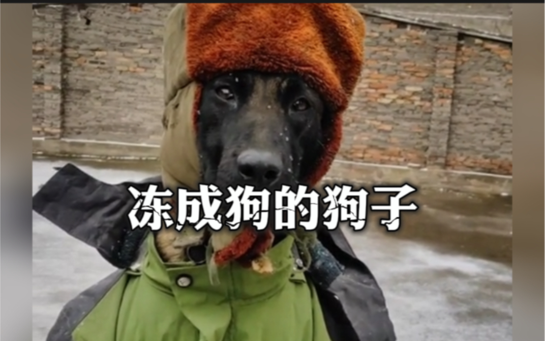 狗子:这个冬天太冷了,我快冻成狗了#冻成狗 #狗狗烤火取暖 #冻的瑟瑟