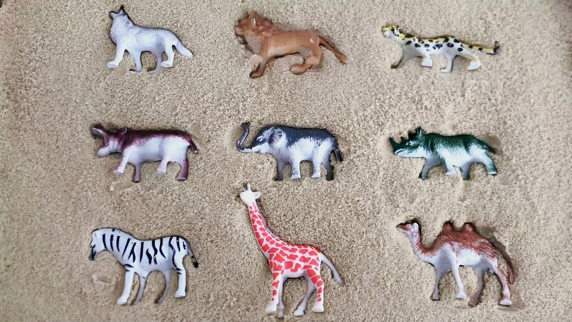 儿童早教益智玩具:认识沙子里的动物