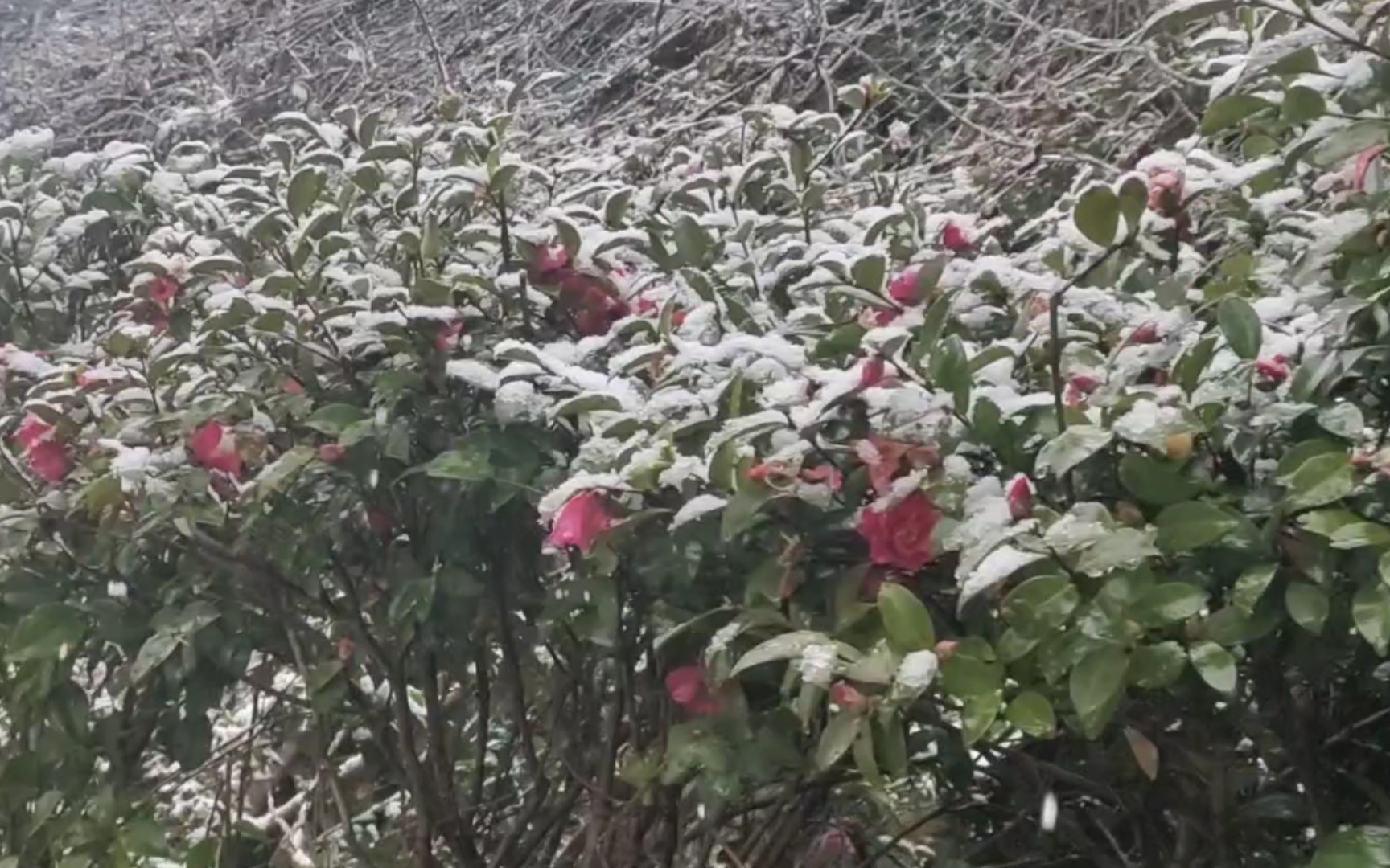 [图]风雨送春归，飞雪迎春到，南方小城的第三场雪！