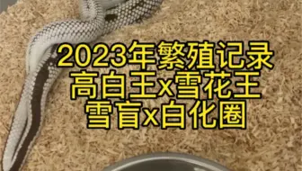 祝大家新的一年不卡蛋也不水蛋
