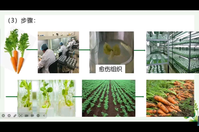 初中生物课件ppt《生物的无性生殖》哔哩哔哩bilibili