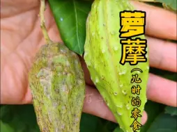 Descargar video: 萝藦是农村常见的本草，全株都有价值，果壳就是天浆壳。嫩果是我们小时候的零食，只是现在找不到了，你那里还有萝藦吗？#萝藦 #识百草 #一日一植物