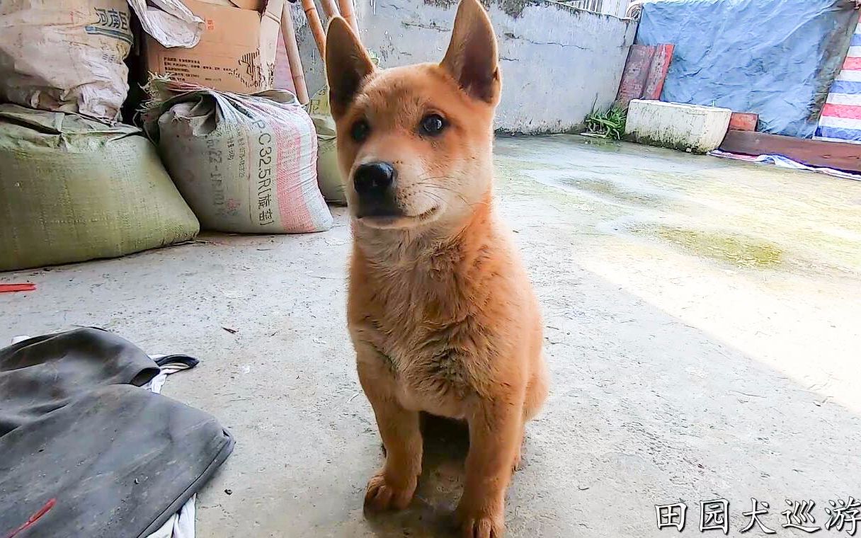 广西田园犬小奶狗,跨越600公里历经26小时,到城市开