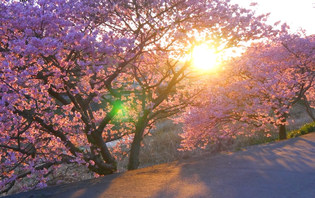 [图]4K Minami-Izu Cherry Blossom Festivals 南伊豆樱花节