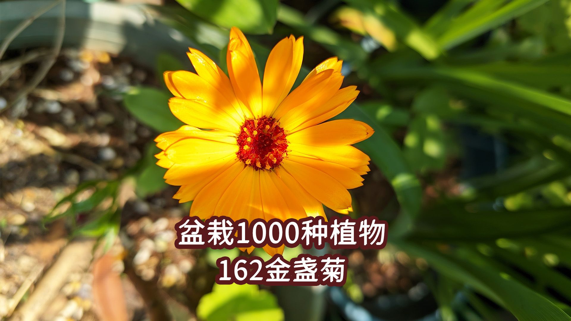 盆栽1000种植物|162 金盏菊