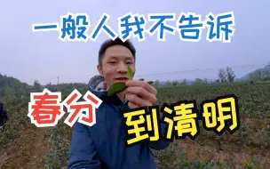 Download Video: 一般人我不告诉他：这段时间（春分到清明），你要是发现哪款茶绿茶特别好喝，记得赶快补货！