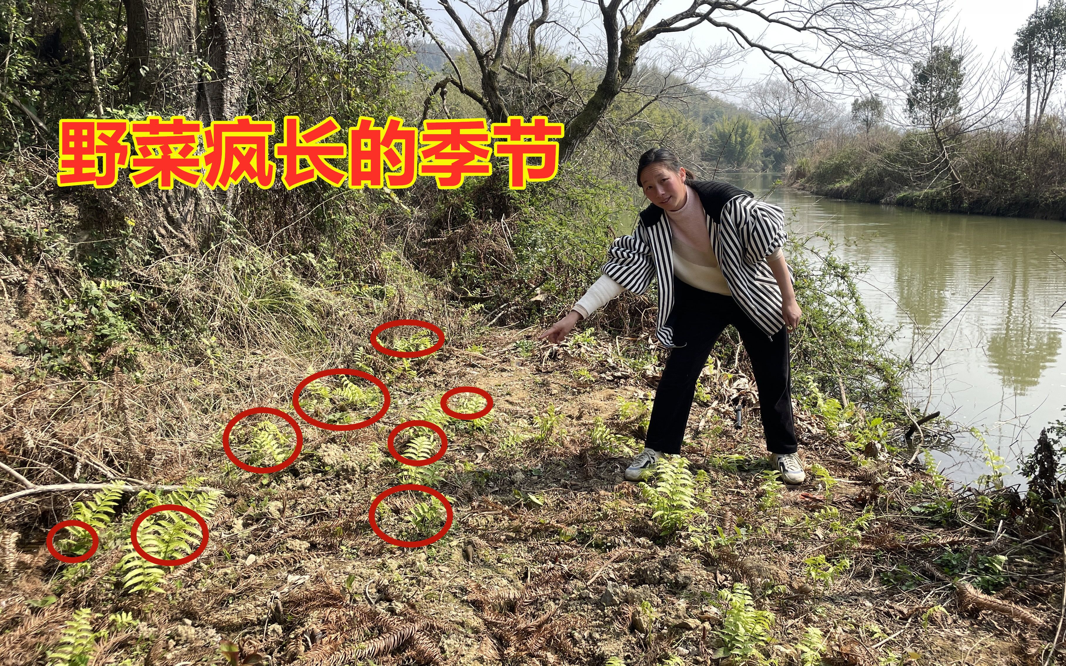 野菜的市场前景(野菜的市场前景如何)