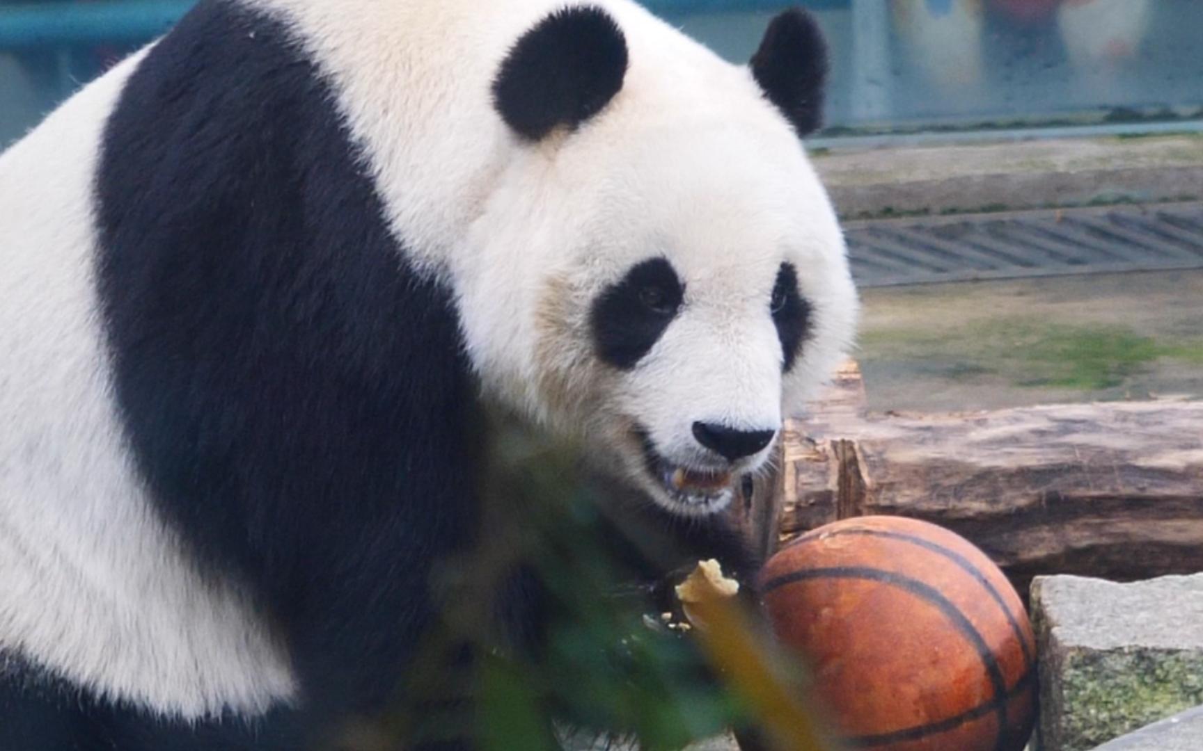 【大熊猫】搞笑天后喜乐 准备从颜值区跨界进军体育圈?