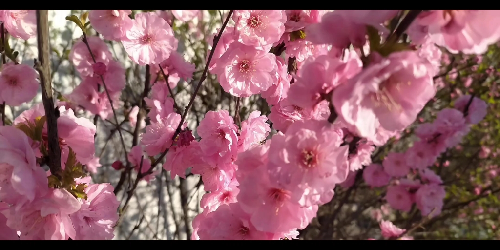 [图]少年儿童是祖国的花朵，朵朵花儿向阳开。